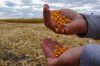 Аграрії розглядають варіант продажу збіжжя кукурудзи на енергетичну сировину