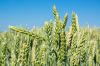 Як спланувати внесення третьої дози азоту під озиму пшеницю — поради фахівця
