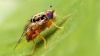 Для контролю популяції плодової мухи в США застосують їздців