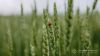 Сівбу ярих культур завершили 11 областей України, ярою пшеницею засіяли 191,1 тисяч га