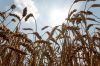 Врожай пшениці з підконтрольної Україні території Запоріжжя оцінюють в 300 тисяч тонн