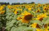 Експерт розповів, як коротка ротація соняшника впливає на урожайність