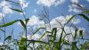 Стан посівів кукурудзи у південних та східних районах Дніпропетровщини критичний, — НААН