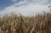Наступного року в Україні може виникнути критичний дефіцит зернових — Гороян