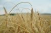 Австралійські вчені довели вплив кута росту коренів зернових на їхню посухостійкість