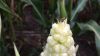З діабротикою на кукурудзі можна боротися лише комплексним підходом, — експерт