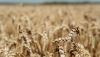 Урожай озимої пшениці
