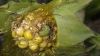 Пошкоджений качан кукурудзи гусеницею бавовникової совки 