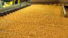 Доробка зерна кукурудзи