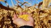 Вирощування кукурудзи в Україні