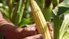 В Україні з'явиться новий насіннєвий завод потужністю 7 тисяч т насіння кукурудзи