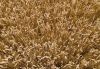 Пшениця в полі