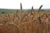 Виробництво пшениці