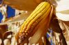 Вирощування кукурудзи в Україні