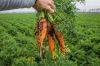 Вирощування моркви