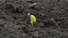 Кислі ґрунти перешкоджають вегетації сої
