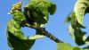 Бурякова листкова попелиця активно заселяє посіви цукрових буряків