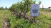 0,5 кг лохини з рослини — перший урожай зібрали в господарстві на Івано-Франківщині