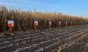 Переможцем в сегменті кукурудзи на Західноукраїнському чемпіонаті став КВС ІНТЕЛЕГЕНС з урожайністю 17,3 т/га