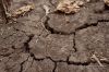 Баланс гумусу в ґрунтах погіршується, а рівень розораності в Україні є однм з найвищих у світі