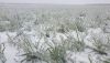 Посівам озимих загрожує загибель в деяких районах півдня через льодяну кірку
