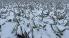 Від сильних морозів страждають посіви на Запоріжжі — точні втрати покажуть вирізані моноліти