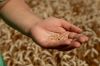 ПУМБ і Агроресурс-А запропонували вигідні кредити на придбання насіння, ЗЗР і добрив 