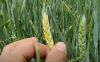 Колос пшениці, пошкоджений приморозками