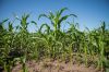 Гербіцидний захист кукурудзи