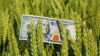 Ціни на пшеницю в Україні продовжують зростати на тлі зниження світових цін на зерно