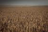 Урожай пшениці