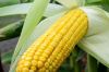 Кукурудза