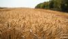 Посіви озимої пшениці