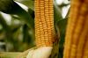 Кукурудза