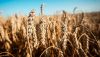 Рекорди урожайності озимої пшениці 7,4 т/га в ІМК, 8,4 т/га в Агротрейд, соняшнику 3,8 т/га в Сигнет — результати сезону-2025 в агрохолдингах