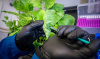 Бактерії вводять у лист Nicotiana benthamiana для перевірки ефективності полімерного покриття