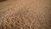 Зерно пшениці