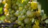 Виноград