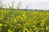 BASF представив новий післясходовий гербіцид для гібридів ріпаку технології Clearfield