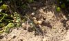 Картопля
