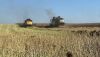 На Сумщині зібрали ріпак з урожайністю до 4,5 т/га, пшеницю очікують на рівні 6 т/га