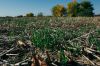 No-till допомагає економити на витратах пального та насіння в господарстві на Миколаївщині