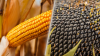 LNZ Group розширили ліцензійне вирощування гібридів Syngenta НК Конді та СИ Феномен