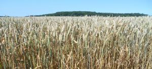 Чернігівські аграрії віддають перевагу зерновим культурам