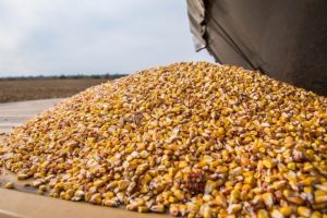 Гібриди кукурудзи угорської селекції можна висівати на 2-3 тижні раніше