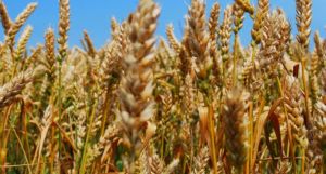 Імпортні сорти пшениці завойовують поля в Кіровоградській області