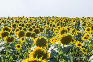 Виробництво соняшника в Україні за останні 20 років зросло більш ніж у 6 разів