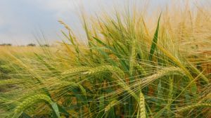 Syngenta представляє нові сорти пшениці та ячменю