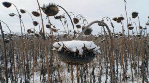 В Луганській області під снігом лишились тисячі тонн збіжжя