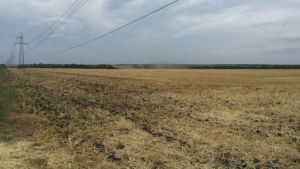 У Київській області зібрали більше 3 млн тонн зернових та зернобобових культур
